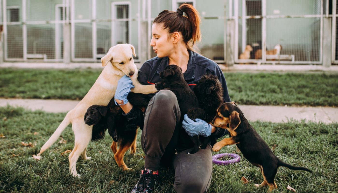 Unleash the Debate: Exploring the Decision to Send Your Dog to Daycare