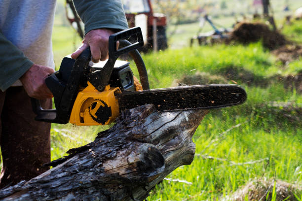 Affordable Tree Removal Services for Your Home or Business